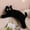 Black, variant on 39.4" Long Cat Plush Pillow, Soft Stretchy Cat-Shaped Stuffed Animal Body Pillow for Kids & Adults(Deep Pink)