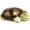 Twilight Turtle - Green, variant on Calming Nightlight Star Projector | Gentle Brightness | 3 Colors | 8 Constellations | Auto-Shutoff | Twilight Turtle Green