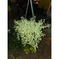 thumbnail image 2 of 6 inch pot- Curio Radicans very hardy easy care- Succulent hanging plant - Get Similar To Picture, 2 of 7