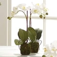 thumbnail image 2 of Napa CC 15" PHALAENOPSIS Drop-in, 3x12x18 Inches, 2 of 2