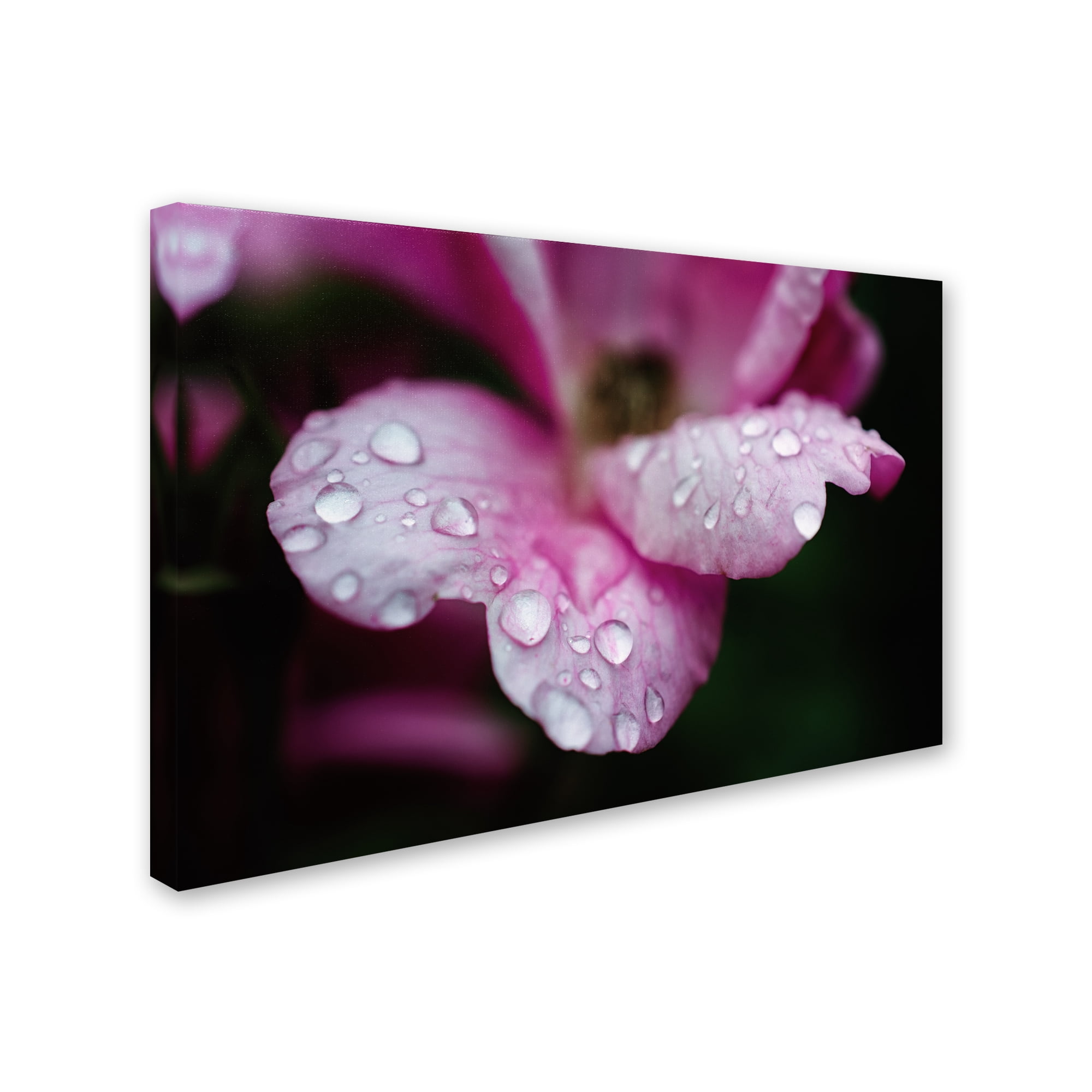 Trademark Fine Art 'Raindrops on Wild Rose Color' Canvas Art by PIPA Fine Art