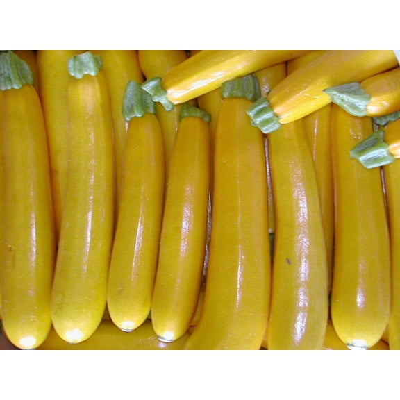 Yellow Zucchini Summer Squash Heirloom Seeds for Planting Packet