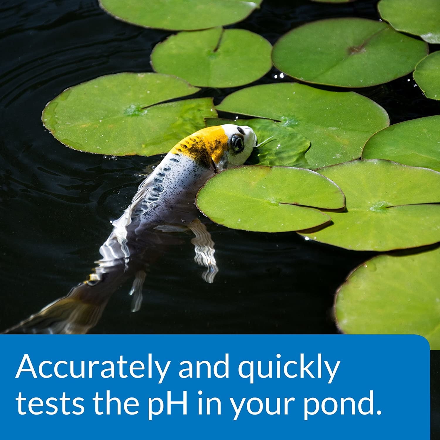 API Pond Wide Range pH Test Kit Reads pH 5.0 to 9.0 [Pond Testing and Thermometers, Pond Supplies] 3 count