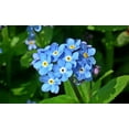 thumbnail image 5 of Forget-Me-Not Seeds/ Perennial/ Full Sun/400 Seeds 1/4 Gram/ Zellajake Farm and Garden - B254, 5 of 5