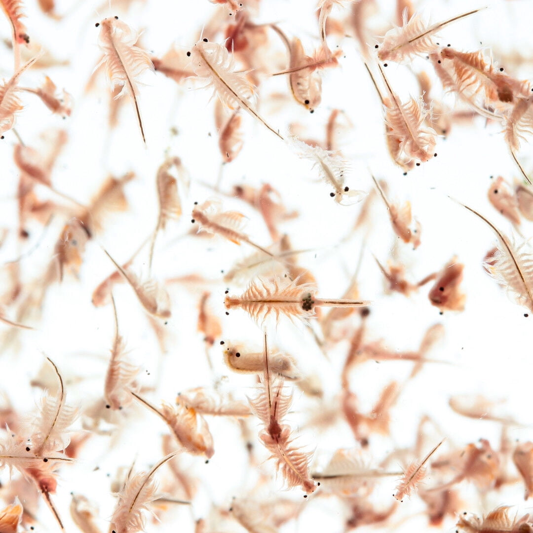 Aquatic Foods Brine Shrimp Eggs for Hatching, 85-90% Hatch Great Salt Lake Brine Shrimp Eggs50grams
