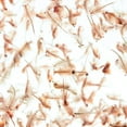 thumbnail image 7 of Aquatic Foods Brine Shrimp Eggs for Hatching, 85-90% Hatch Great Salt Lake Brine Shrimp Eggs…200 grams, 7 of 7