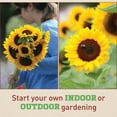 thumbnail image 6 of Harris Seeds - Sunflower Sunrich Orange F1 Seeds - Free Cut Flowers - 1,000 Seeds, 6 of 7