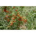 thumbnail image 4 of Goji Berry Plant - Live Starter Plant in a 2 Inch Growers Pot - Lycium Barbarum - Fruit Plants for Your Patio or Edible Garden, 4 of 5