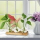 thumbnail image 5 of Terrario de propagación, decorativa de madera, contenedor de arreglos florales, jarrón de vidrio para mesa, oficina, patio, gabinete,, 5 of 9