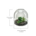 thumbnail image 3 of Serene Spaces Living Small Clear Glass Terrarium, 7.75"Diameter & 7.75"Tall, 3 of 6
