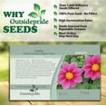 thumbnail image 3 of Outsidepride Dahlia Mignon Rose - 1000 Seeds, 3 of 6