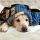 thumbnail image 4 of LHSHID Dog Dad Gifts for Men Gifts for Dog Dad Best Dog Dad Ever Gift for Dog Father Gifts for Dog Lovers Dog Lover Christmas Best Dog Owner Throw Blanket 30"x40", 4 of 6