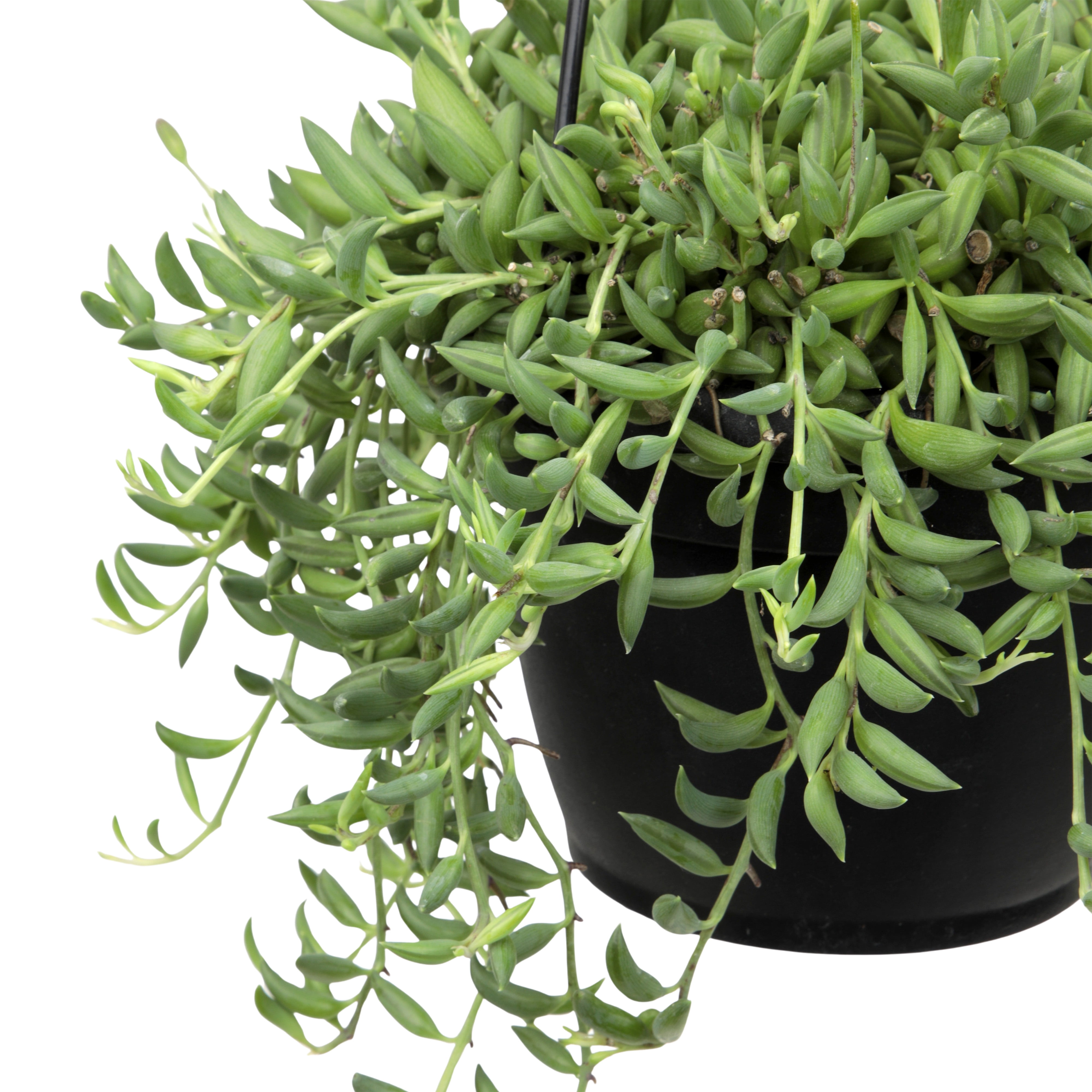 Element by Altman Plants 6" Senecio Radicans Bananas Live Hanging Succulent Basket