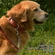 thumbnail image 5 of Conjunto de correa de cuello de cueroPET COLLAR LEASH Set Remache Cuero Collar de cuero ajustable Gargantilla para suministros para mascotas de animales medianos grandes, 2.5 tholdsy PT000565-01, 5 of 7