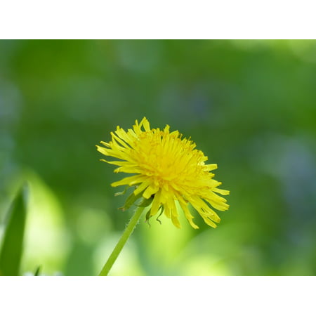 LAMINATED POSTER Flower Dandelion Plant Pointed Flower Yellow Flower Poster Print 11 x