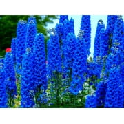 Blue Delphinium Flower Seeds - 100+ Seeds - Grow Stately Delphinium Wildflowers - Made in USA