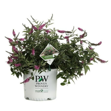 UPC 738793002023 product image for Proven Winners Lo & Behold Pink Micro Chip Butterfly Bush Buddleia Live Shrub | upcitemdb.com