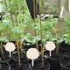 thumbnail image 2 of Las Etiquetas de la Planta Horticultural Creativa de Madera Pueden Escribir 10Pcs para la Inserción a Tierra, 2 of 8