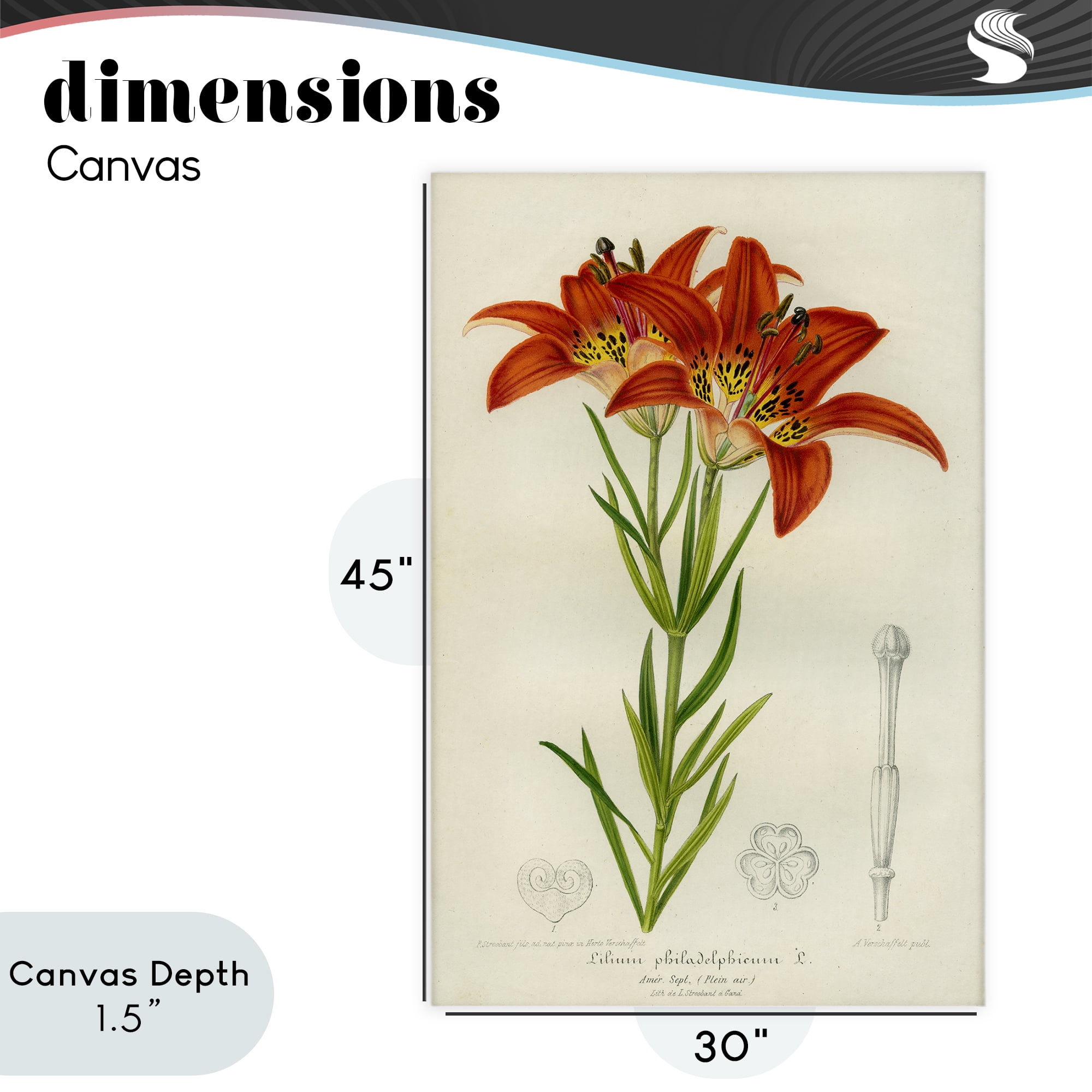 Stupell Industries Western Red Lily Canvas Wall Art, design by Print Collection