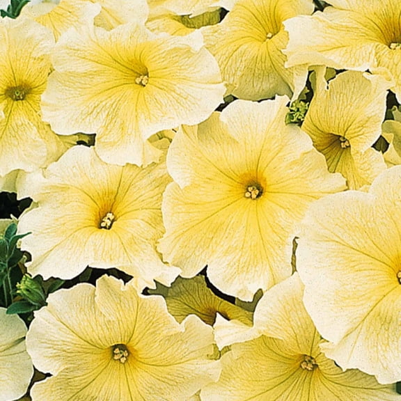 Petunia - Prism Sunshine Flower Garden Seed - 1000 Pelleted Seeds - Annual Flowers for Gardening - Single Grandiflora Petunias