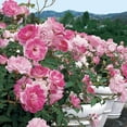 thumbnail image 2 of Brilliant Pink Iceberg Floribunda Rose Dormant Bare Root Shrub (1-Pack), 2 of 4