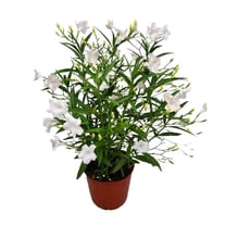 Tropical Plants of Florida 26" to 34" White Ruellia Plant; Full Sunlight, Flowering Plant, Growers Pot