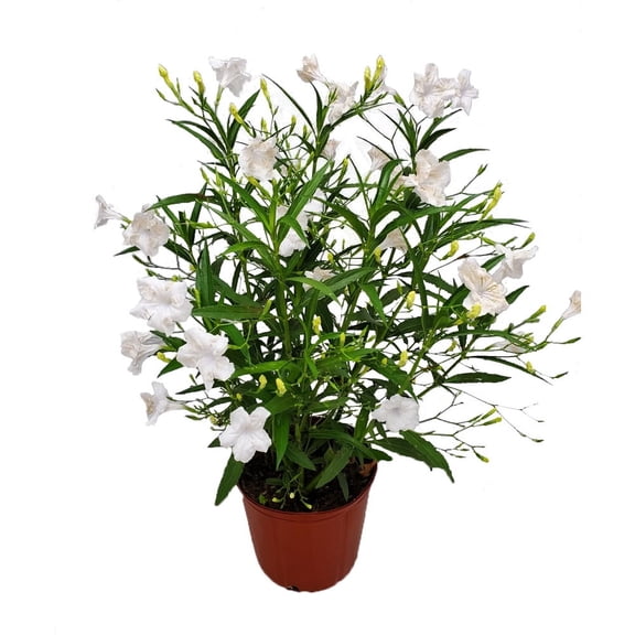 Tropical Plants of Florida 26" to 34" White Ruellia Plant; Full Sunlight, Flowering Plant, Growers Pot