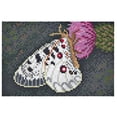 thumbnail image 1 of Hama Art - Butterfly, 1 of 1