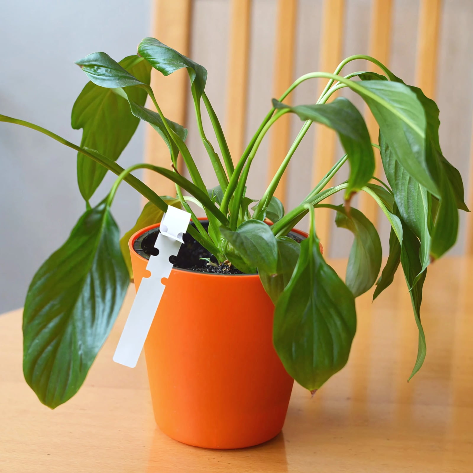 Plant Markers for Outdoor Plants Waterproof, 1500 PVC Plastic Garden Labels, Long-lasting Flexible Plant Tags, Ideal for Outdoor Garden, Easy Organization