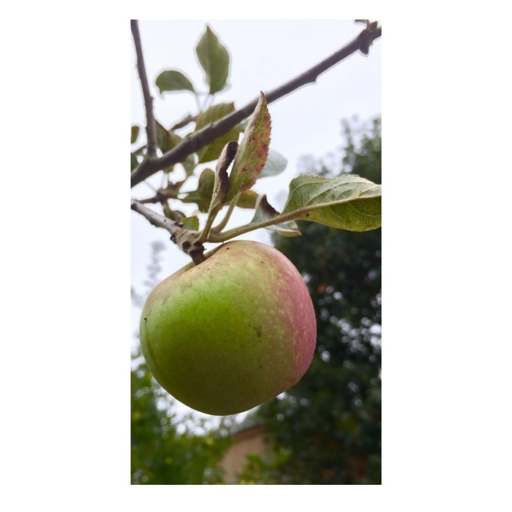 Expert Gardener 3-4 ft. tall Gravenstein Apple Live Tree in 7-Gallon Grower Pot