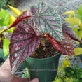 thumbnail image 6 of Begonia coccinea, Pink Mink, Angelwing Begonia - Pot Size: 3.5in - House Plants, 6 of 6