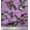 Lavender, variant on Soimoi Cotton Duck Fabric Leaves & Ranunculus Floral Print Fabric by the Yard 42 Inch Wide
