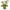 Grass Green, variant on KYAIGUO Dog Toys Dog Toys Tough Squeaky Toys Durable Dog Toys for Medium Dogs, Plush Dog Toys, Puppy Small Dogs Dog Chew Toys