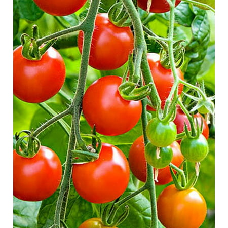 Heirloom Tiny Tim Cherry Tomato Seeds 185 +1 Plant (Best Way To Hold Up Tomato Plants)