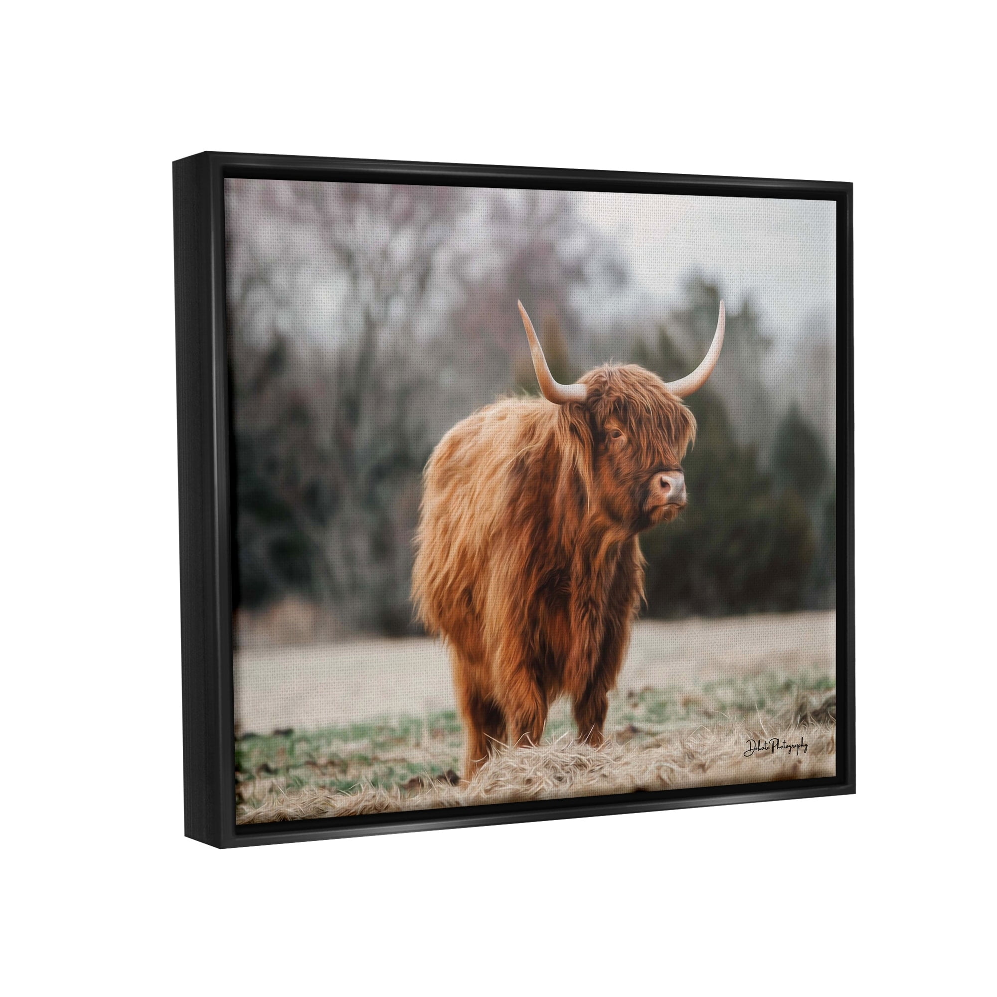 Stupell Industries Serene Highland Cattle Rural Pasture Daylight Sun Photograph Jet Black Floating Framed Canvas Print Wall Art, Design by Dakota Diener