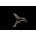 thumbnail image 2 of Jones, Adam 24x17 Black Ornate Wood Framed with Double Matting Museum Art Print Titled - Crocodile Gecko-Moorish Gecko, 2 of 4