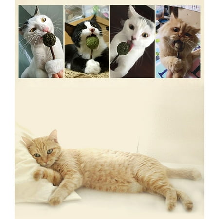 Cataire Jouet Pour Chat Cloche Sucette Silvervine Baton Chat Jouet De Dentition Cataire Traiter Balle Walmart Canada Cataire Jouet Pour Chat Cloche Sucette Silvervine Baton Chat Jouet De Dentition Cataire Traiter Balle Walmart Canada