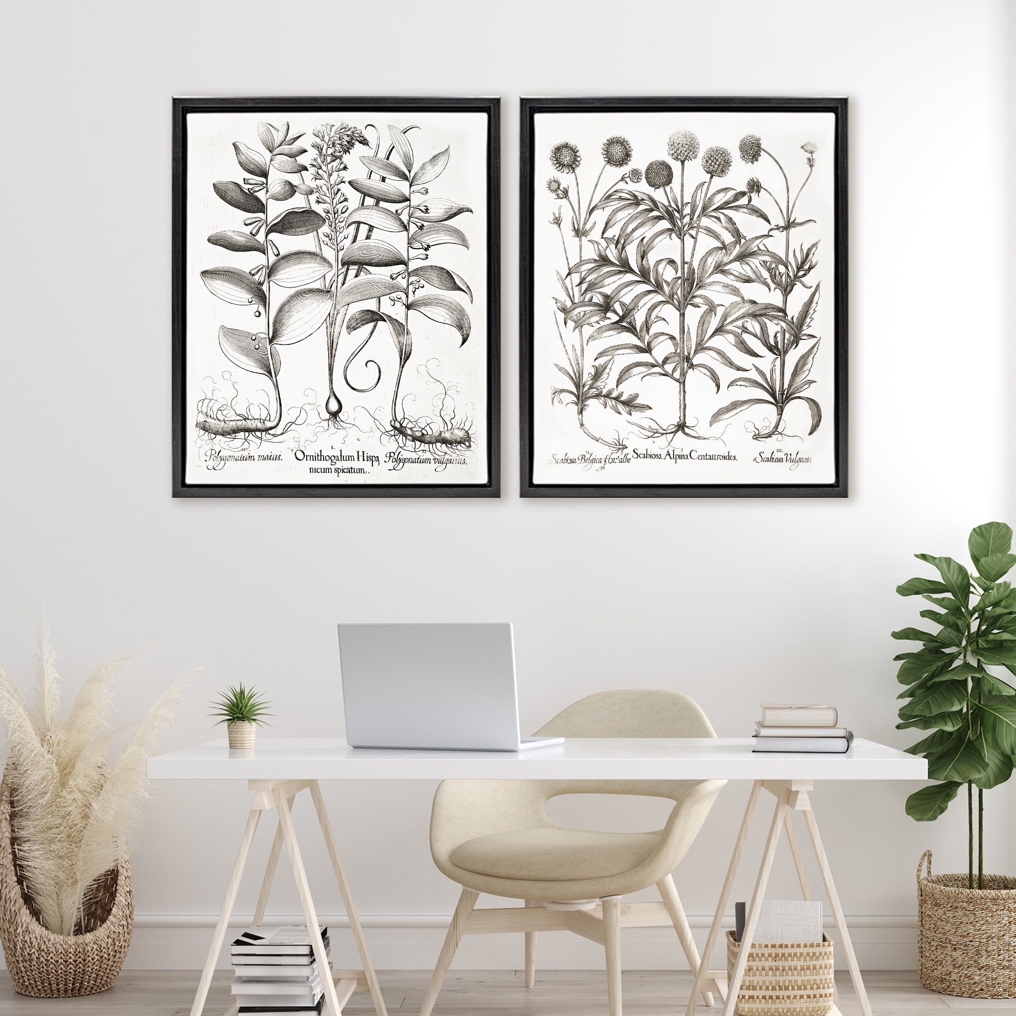 Botanical Root & Plant Studies 2 Piece Black Framed Floater Canvas Set, design by Lettered and Lined