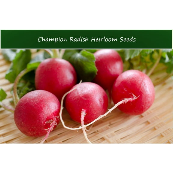 Vegetable Seeds - Champion Radish -100 Seeds --Big red beauties With Big Taste! A true Champion!