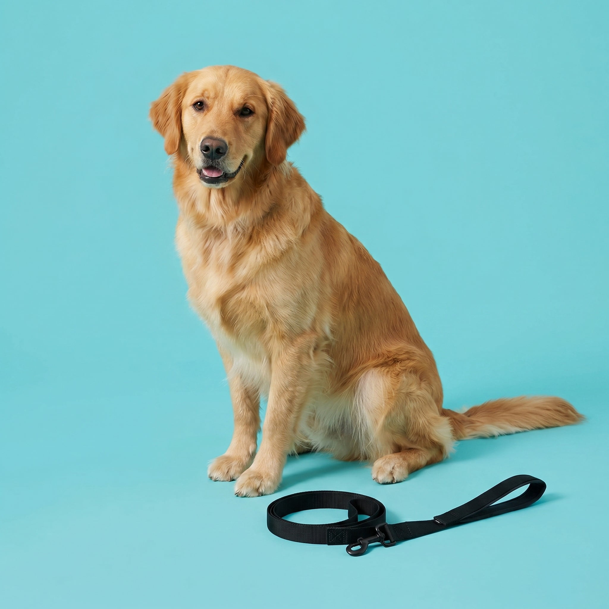 Vibrant Life 6' Anti-Shock Comfort Leash, Black