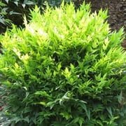 Southern Living Plants Live Lemon Lime Nandina Evergreen Shrub 2.5 Qt