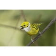thumbnail image 2 of Morris, Arthur 32x23 White Modern Wood Framed Museum Art Print Titled - Ecuador, Los Bancos Silver-necked tanager, 2 of 4