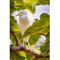 thumbnail image 2 of Jaynes Gallery 11x14 Gold Ornate Wood Framed with Double Matting Museum Art Print Titled - USA-New Mexico-Alamogordo-Alameda Park Zoo Cattle egret in tree, 2 of 4
