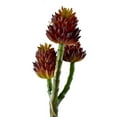 thumbnail image 1 of Artificial 3-Branch Succulent Set, 7-1/2-Inch, 1 of 1