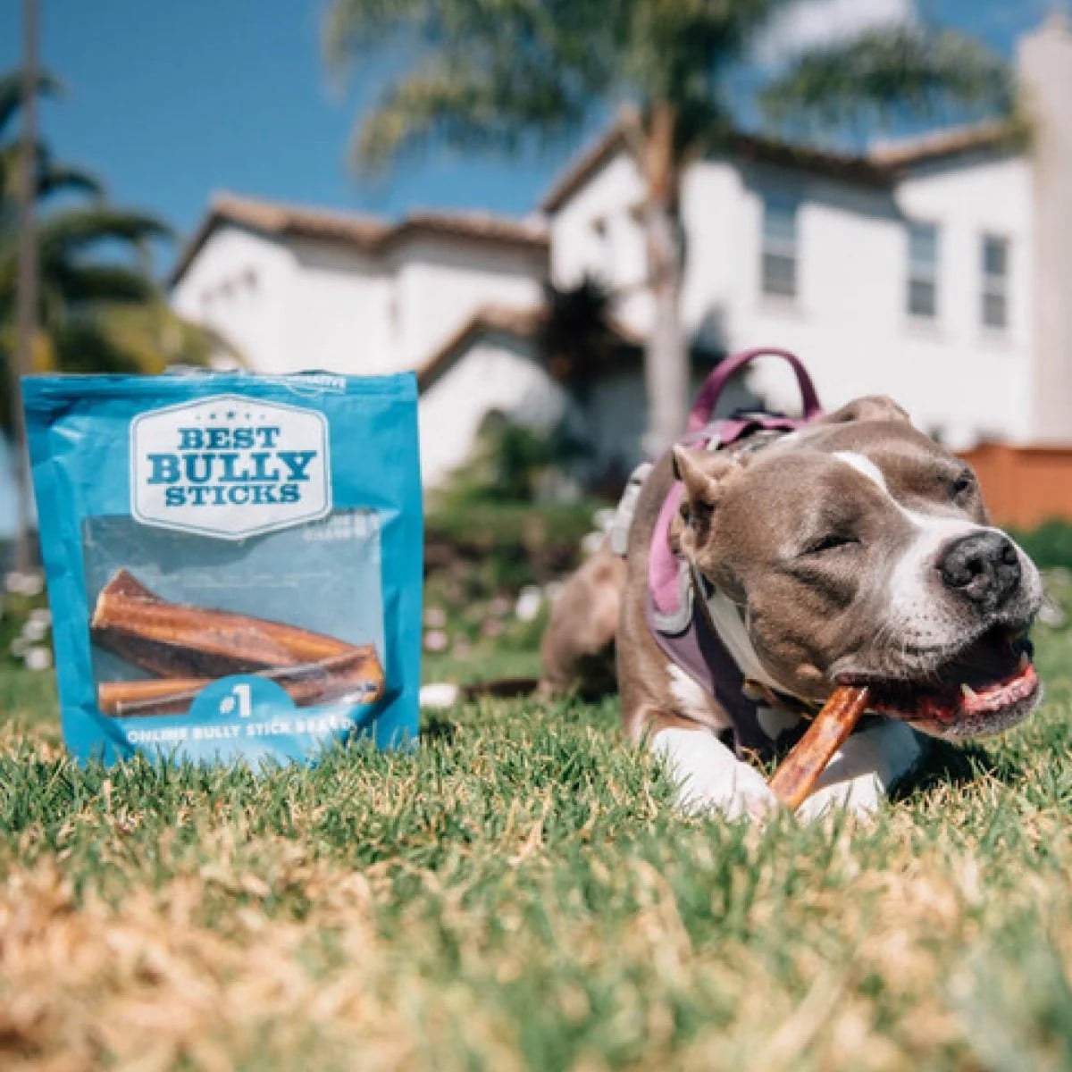 Best Bully Sticks 6 Inch Jumbo Bully Sticks for Dogs - 12 Count (Pack of 1) - Natural Grass-Fed Beef, Single Ingredient, Grain and Rawhide Free Chew, Large Breeds