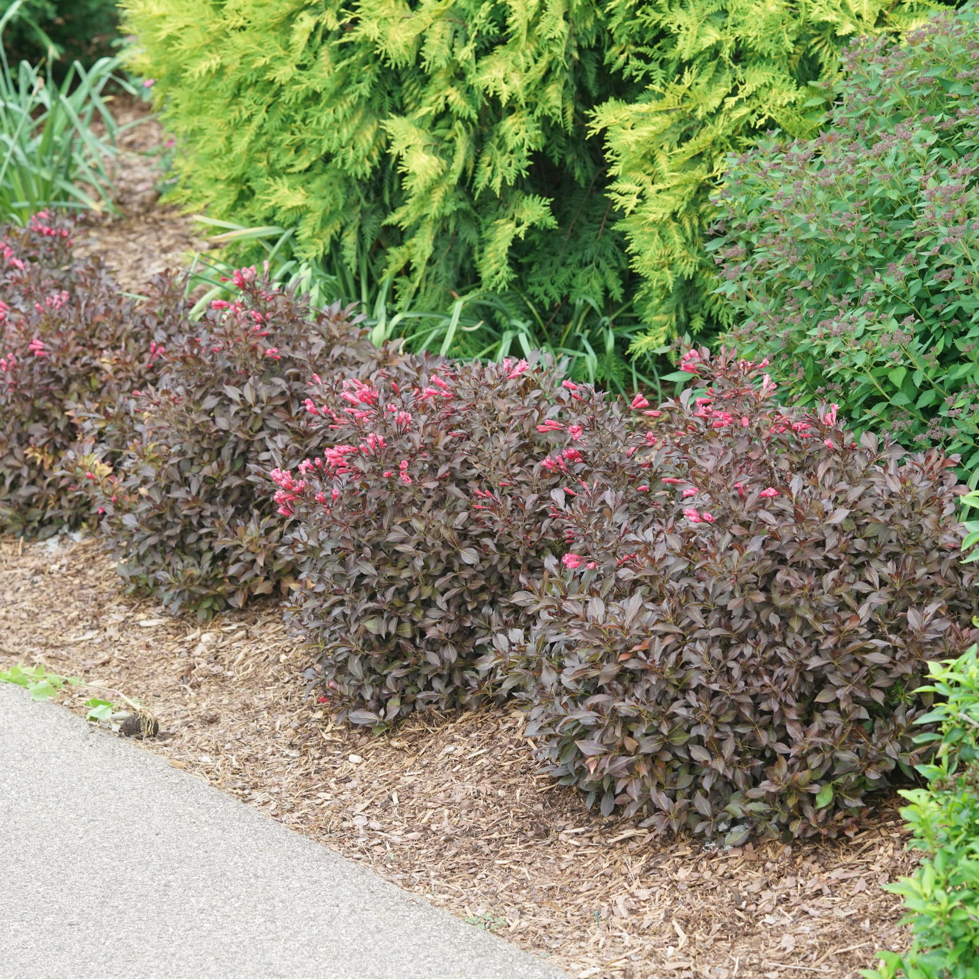 Proven Winners ColorChoice 5" Purple Midnight Wine Shine Weigela Live Plant in 4.5" Pot (4 Count)