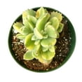 thumbnail image 2 of Variegated Cotyledon Bear Paw Succulents (2"+ Plastic Pot) - Tiny, Lovely, Easy to Care Succulent for Beginners - Live Healthy Succulent for Home Office - Best Trailing Indoor Plant, 2 of 6