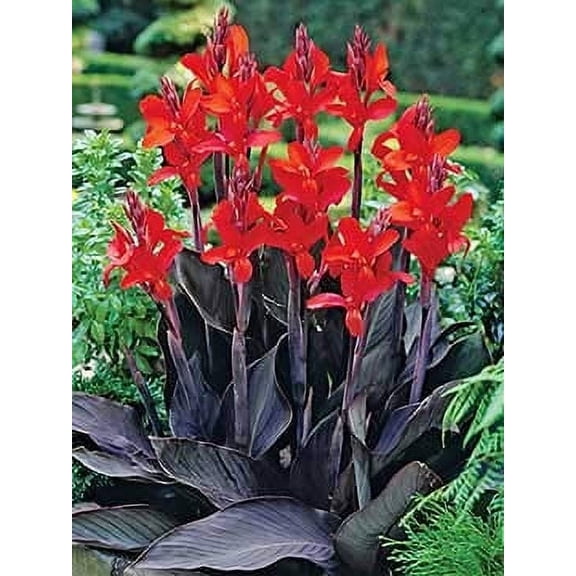 Black Knight Canna Lily Bulbs (5 Rhizome)