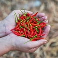 thumbnail image 2 of Eden Brothers Hot Pepper Seeds - Chile De Arbol, 2 of 4
