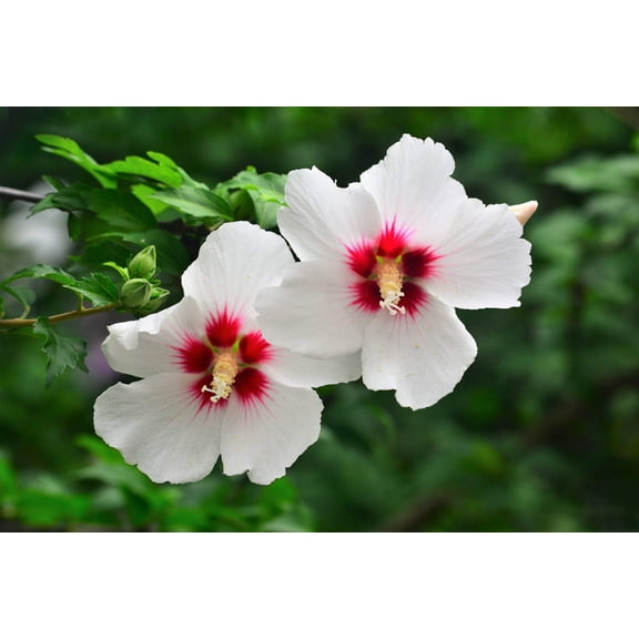 25 White & Hot Pink ROSE Of SHARON HIBISCUS Syriacus Flower Tree Bush Seeds